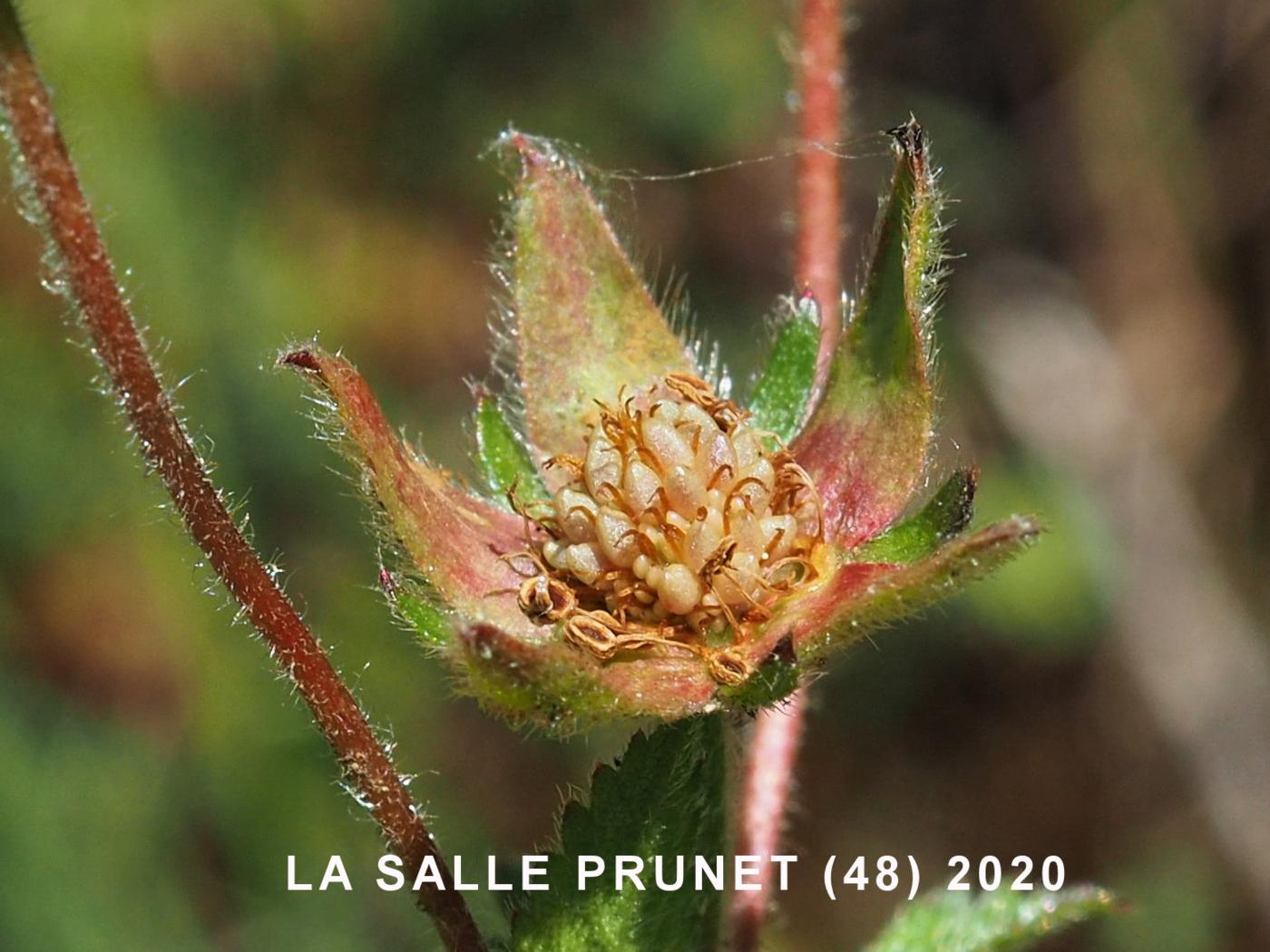 Cinquefoil, Rock fruit